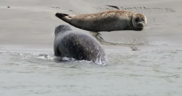 Серые Тюлени Тюлени Коммон Залив Сомм Пикардия Франция — стоковое видео