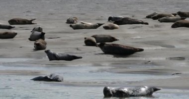 Gri foklar ve foklar, Somme Körfezi, Picardy, Fransa