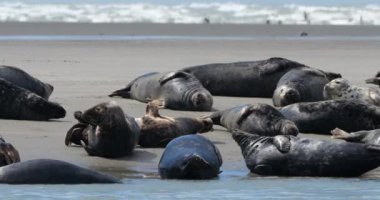 Gri foklar, Somme Körfezi, Picardy, Fransa