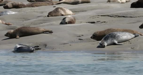 Тюлени Коммон Залив Сомм Пикардия Франция — стоковое видео