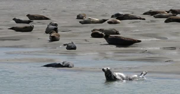 Серые Тюлени Тюлени Коммон Залив Сомм Пикардия Франция — стоковое видео