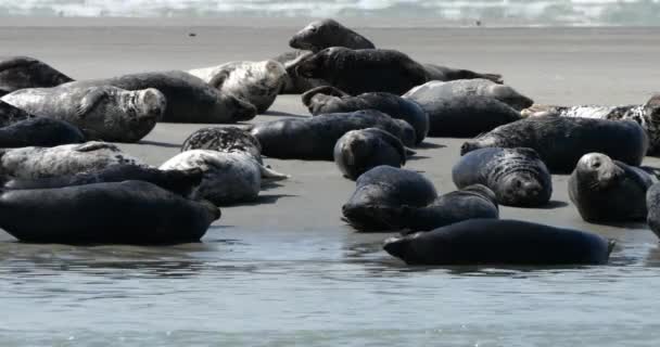 Серые Тюлени Залив Сомм Пикардия Франция — стоковое видео