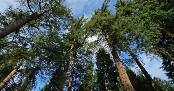 Національний Парк Новий Ліс Декоративний Drive Hampshire Англія Великобританія — стокове відео