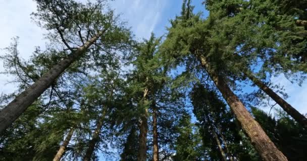 New Forest National Park Ornamental Drive Hampshire Anglie Velká Británie — Stock video