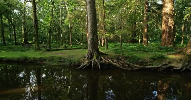 Національний Парк Новий Ліс Декоративний Драйв Гемпшир Англія Великобританія — стокове відео