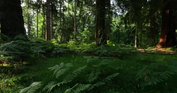 Εθνικό Πάρκο New Forest Διακοσμητική Κίνηση Hampshire Αγγλία Ηνωμένο Βασίλειο — Αρχείο Βίντεο