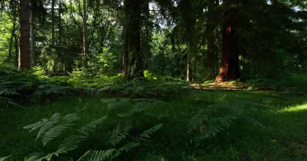New Forest National Park Ornamental Drive Hampshire England — Stock video