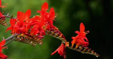 Croscomia aurea çiçeğine yağmur yağıyor