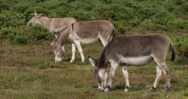 Donkeys New Forest Hampshire Angleterre — Video