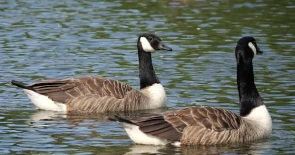 Ganso Canadá Branta Canadensis Pássaros Nadando Lago — Vídeo de Stock