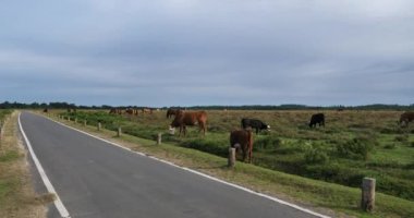 Yol boyunca otlayan sığırlar, New Forest, Hampshire, İngiltere, İngiltere