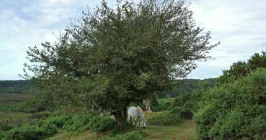 New Forest, Hampshire, İngiltere, İngiltere 'de otlayan atlar.