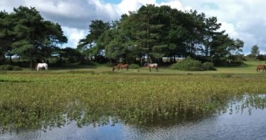 New Forest, Hampshire, İngiltere, İngiltere 'de otlayan atlar.