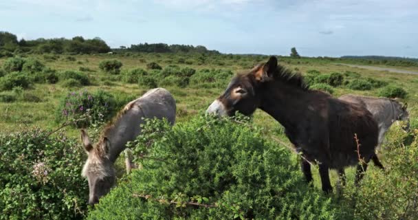 Donkeys New Forest Hampshire England — Stock Video