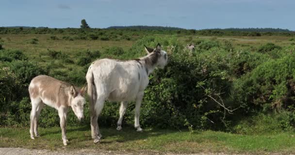 年轻的爱尔兰驴 新森林 汉普郡 英格兰 — 图库视频影像