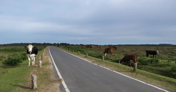 道に沿って牧畜 ニューフォレスト ハンプシャー イギリス — ストック動画