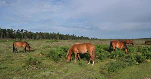 Cavalli Pascolo Nella New Forest Hampshire Inghilterra Regno Unito — Video Stock