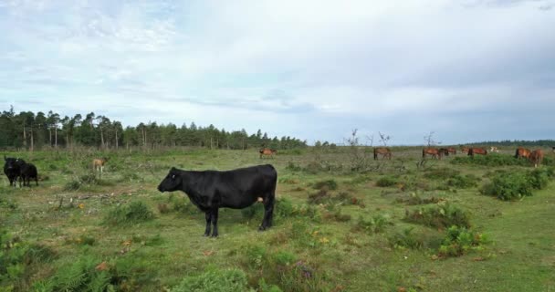 Angus Cattle New Forest Hampshire England — Stock Video