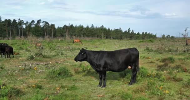 ニューフォレスト ハンプシャー イングランドのアンガス牛 — ストック動画