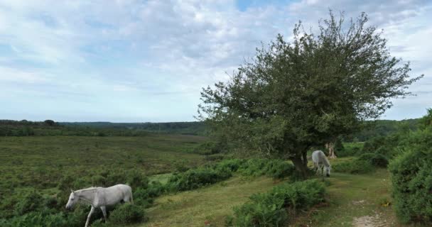 英国汉普郡新森林里正在放牧的马 — 图库视频影像