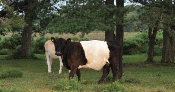 Belted Galloway Cattle New Forest Hampshire England — Stock Video