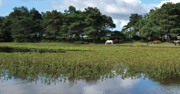 Grazende Paarden Het New Forest Hampshire Engeland Verenigd Koninkrijk — Stockvideo