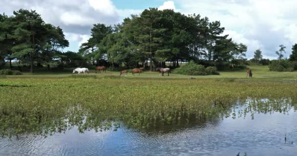 Cavalos New Forest Hampshire Inglaterra Reino Unido — Vídeo de Stock