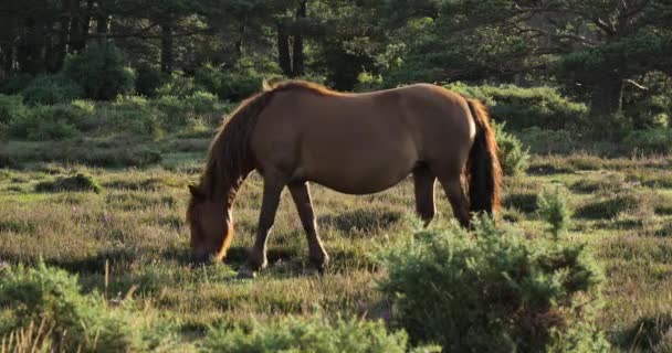 Pasoucí Koně New Forest Hampshire England — Stock video