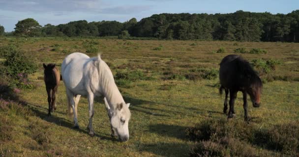 Betande Hästar New Forest Hampshire England Storbritannien — Stockvideo