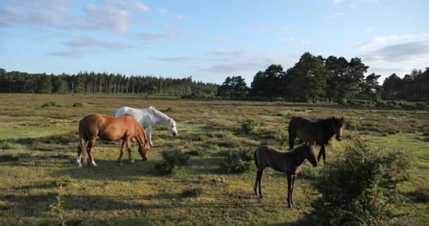 Grazende Paarden Het New Forest Hampshire Engeland Verenigd Koninkrijk — Stockvideo