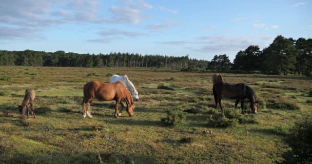 Grazing Horses New Forest Hampshire Inglaterra Reino Unido — Vídeo de stock
