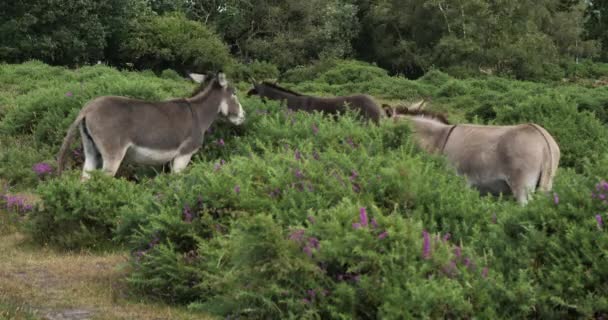 英国汉普郡新森林驴子 — 图库视频影像