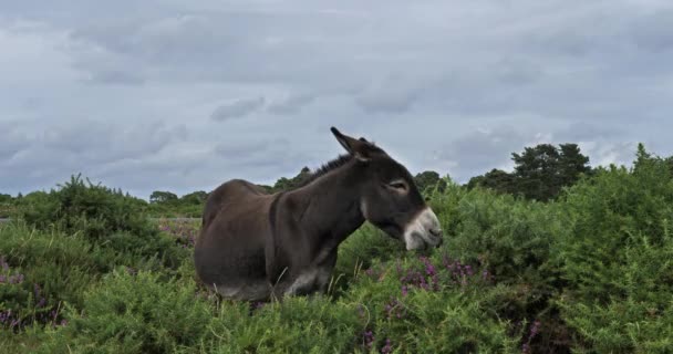 Donkeys 포레스트 햄프셔 잉글랜드 — 비디오