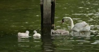 Dilsiz Kuğu Ailesi, New Forest, Hampshire, İngiltere