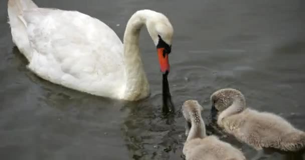 Mute Swan Family New Forest Hampshire England — Stock Video