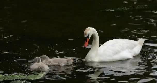 Mute Swan Family New Forest Hampshire England — Stock video