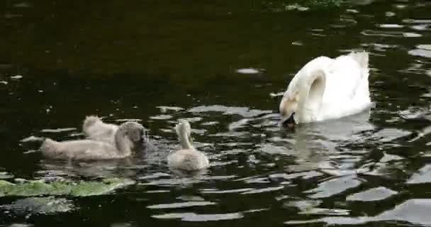 Família Dos Cisnes Mudos New Forest Hampshire Inglaterra — Vídeo de Stock