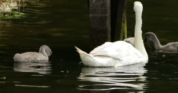 Mute Swan Family New Forest Hampshire England — Stock Video