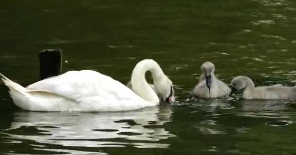 Mute Swan Family New Forest Hampshire England — Stock video