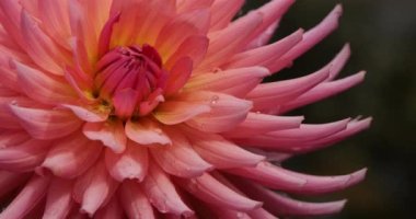 Dahlia 'nın başı botanik bahçesinde.