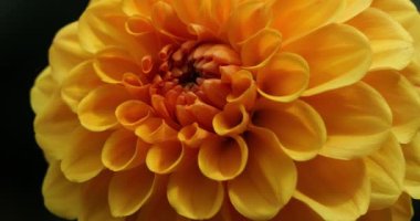 Dahlia 'nın başı botanik bahçesinde.