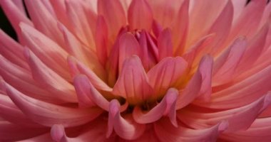 Dahlia 'nın başı botanik bahçesinde.