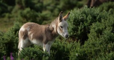 Genç İrlandalı Eşek, New Forest, Hampshire, İngiltere