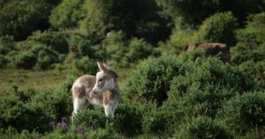 Genç İrlandalı Eşek, New Forest, Hampshire, İngiltere