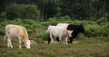New Forest, Hampshire, İngiltere 'de kemerli sığır ve buzağı