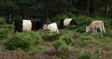 New Forest, Hampshire, İngiltere 'de kemerli sığır ve buzağı