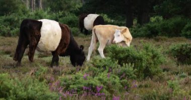 New Forest, Hampshire, İngiltere 'de kemerli sığır ve buzağı