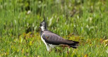 New Forest, Hampshire, İngiltere 'de kuzey kanadı.