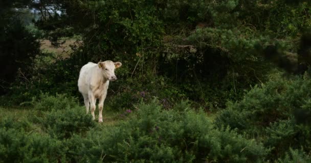 Vitello Belted Galloway Nella New Forest Hampshire Inghilterra — Video Stock
