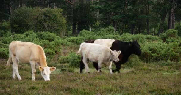 イギリスのハンプシャー州ニューフォレストでガロウェイ牛と牛を溶かした — ストック動画